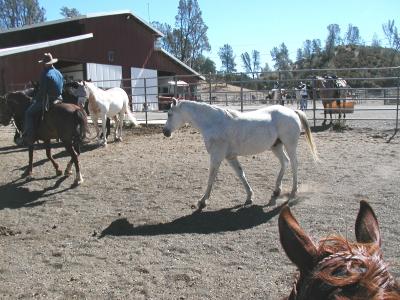 To the barn!