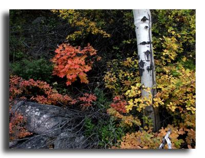 Autumn Color, south of the Tetons, Highway 36