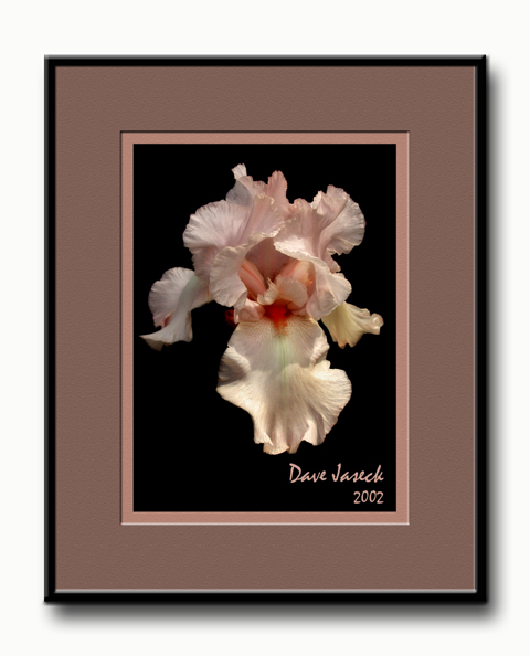 Pink Iris with all the stuff.jpg
