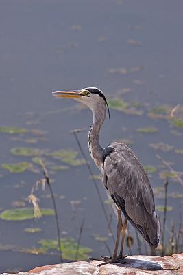 More birds of South Africa