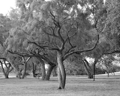 digital bw twisty tree.jpg