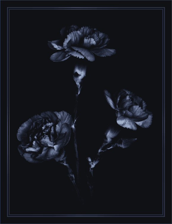 pink carnations in DARK BLUE bw1.jpg