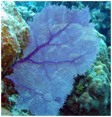 Sea Fan