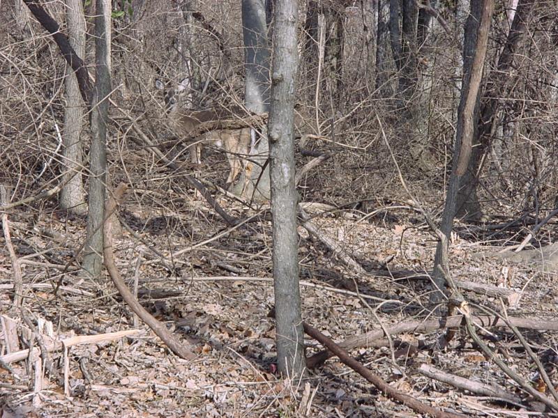 Perfect winter camoflage