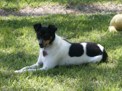 MawMaw & PawPaw's terrier Prissy