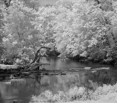 beargrass creek