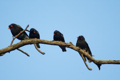 Red-billed Helmet-shrikes