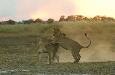 Two of the young lions played while their mother chased the leopard