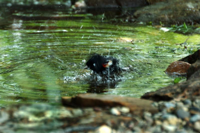 Bath Time 1.jpg