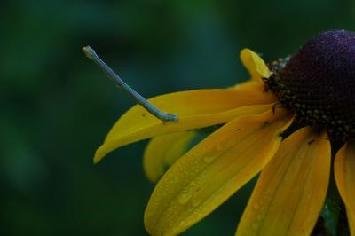 Caterpillar.jpg