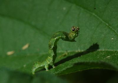 green Caterpillar.jpg
