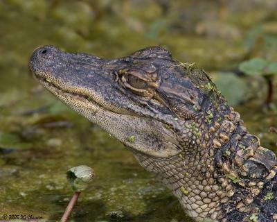 Baby Gator