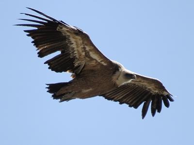 Some Spanish Birds