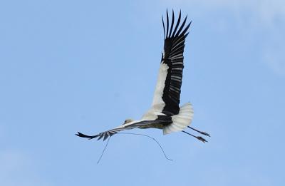 Some Spanish Birds