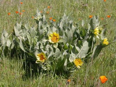 Spring Flowers