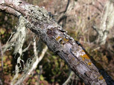 Old Willow