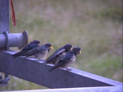 Baby Swallows Waiting for Dinner