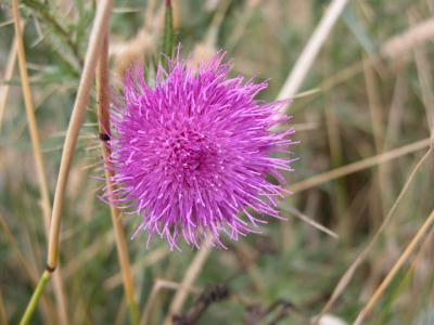 Thistle
