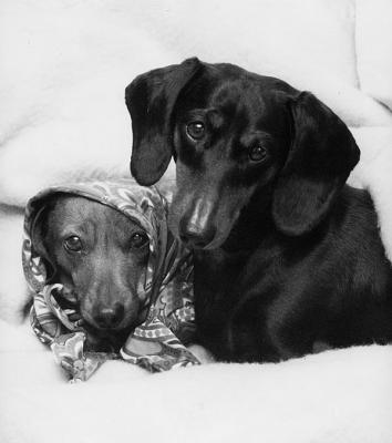 Sweet Pea and Freddie