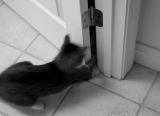 Games Cats Play