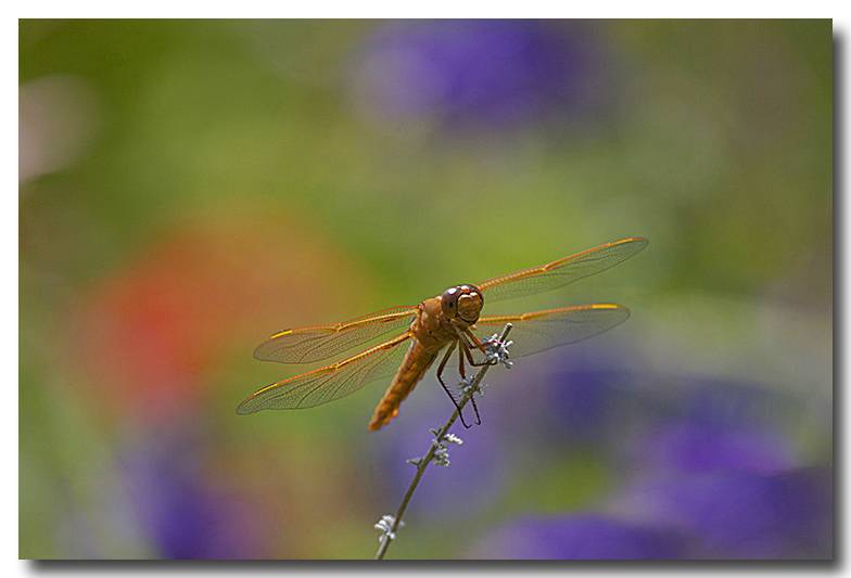 Kaleiscope Dragonfly