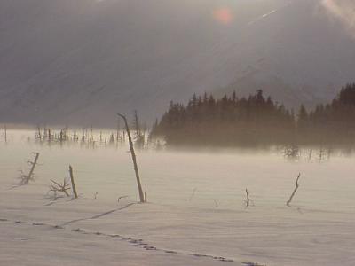 Moose Tracks in the snow, Portage Flats, Alaska