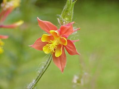 u11/dogbreath99605/medium/11080543.WildColumbine.jpg
