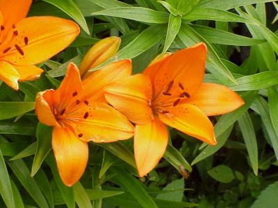 u11/dogbreath99605/medium/11080785.TigerLilys2.jpg