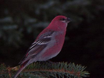 u11/dogbreath99605/medium/11081447.PineGrosebeakMale2.jpg