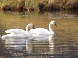 Trumpeter Swans Tern lake