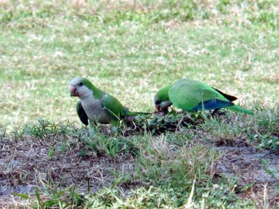 DomP-wild Parrots Edit.jpg