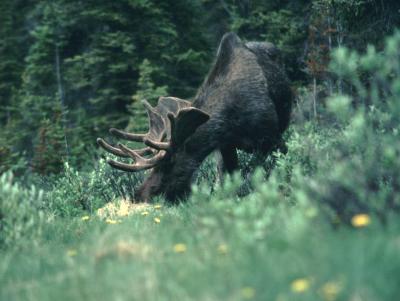 bull moose