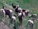 bighorn sheep