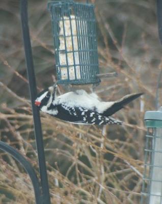 Male Woodpecker