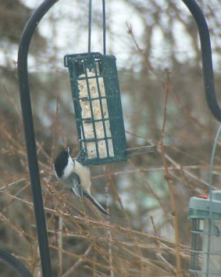 Chickadee