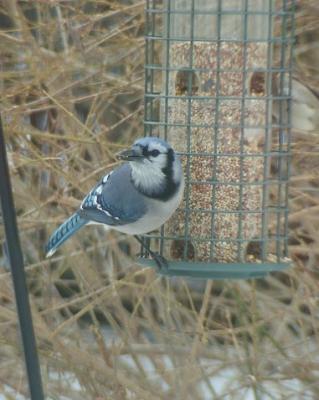 Bird Feeding