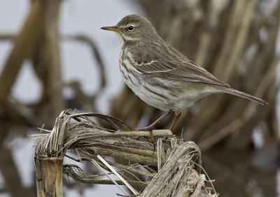 Water Pipit (Anthus spinoletta)