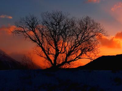 Willow tree winter dawn - temperature in single digits