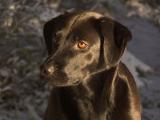 Soama, My Little Brown Eyed Girl