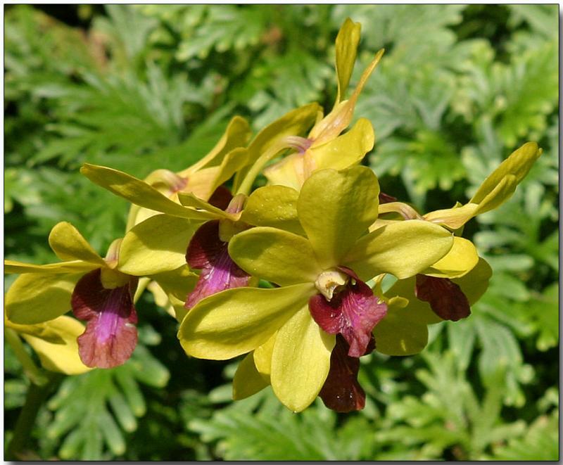 Orchid 2