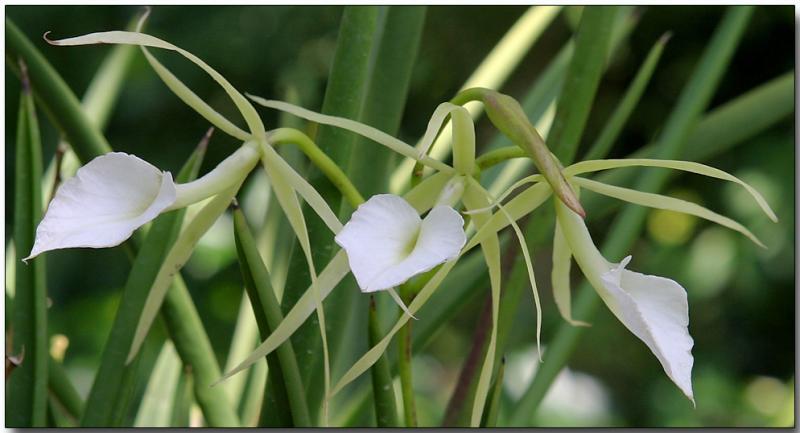 Orchid 5