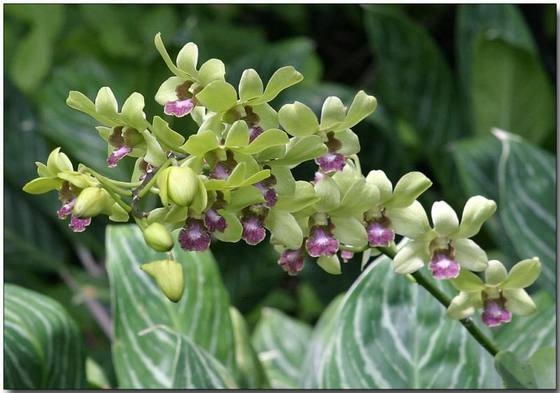 Orchid 7
