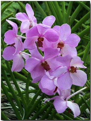 Orchid 11