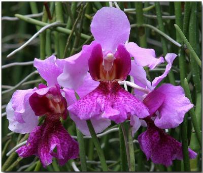 Vanda Miss Joaquim