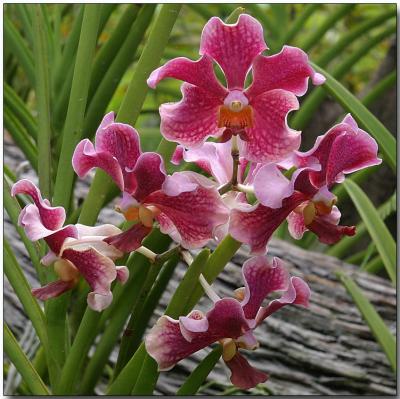 Orchids of Singapore