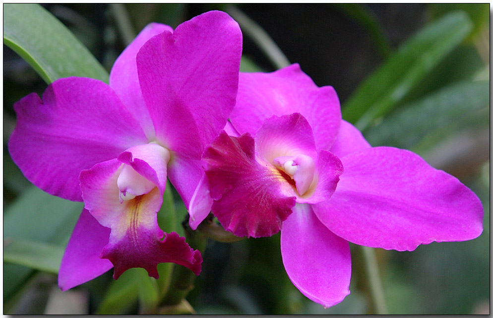 Orchid 3