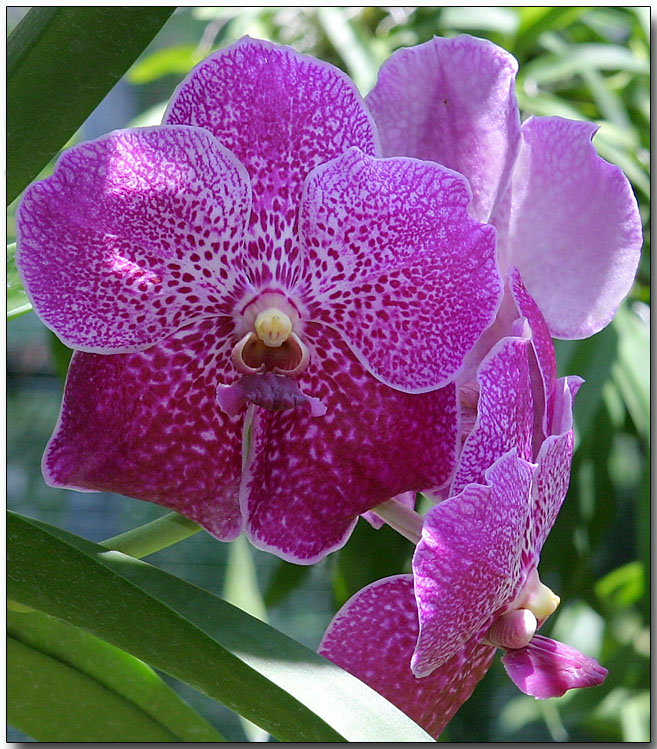 Orchid 18