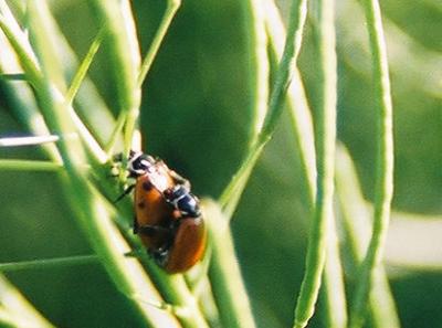Ladybug Ride