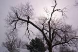 Winter Morning
