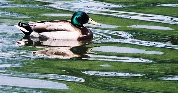 Mallard Drake